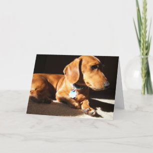 Dachshund Pet Dog Card