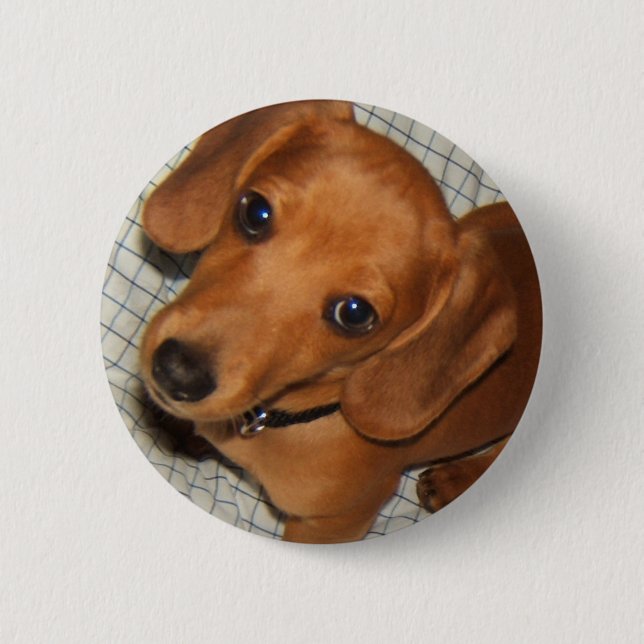 Dachshund Pet Puppy Eyes 6 Cm Round Badge (Front)