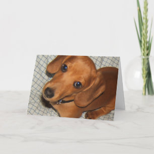 Dachshund Pet Puppy Eyes Card