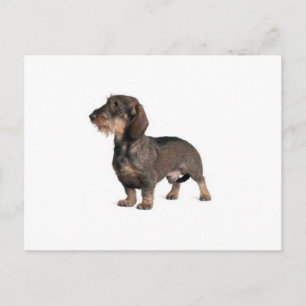 Dachshund Postcard