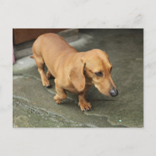 Dachshund Postcard