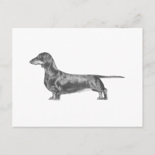 Dachshund Postcard