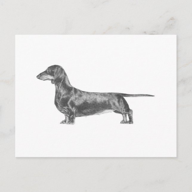 Dachshund Postcard (Front)