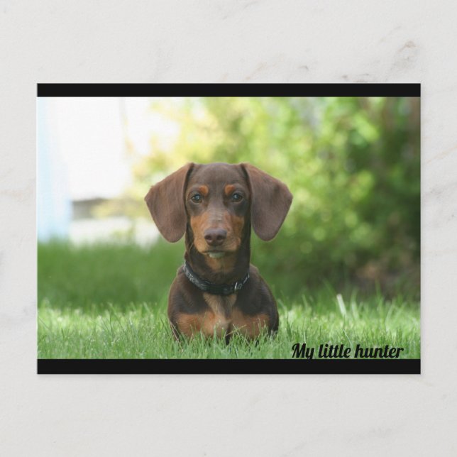 Dachshund Postcard (Front)