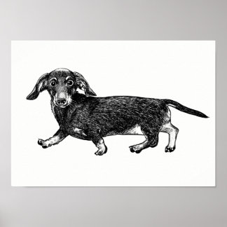 Dachshund Poster / Wall Art