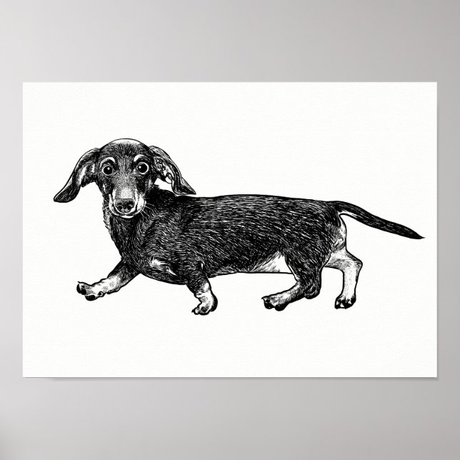 Dachshund Poster / Wall Art (Front)