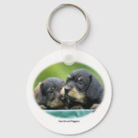 Dachshund Puppies 9W027D-093