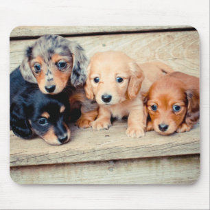 Dachshund Puppies Mouse Mat