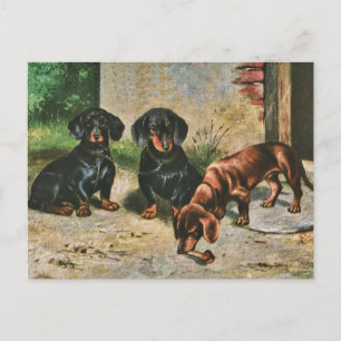 Dachshund Puppies Postcard