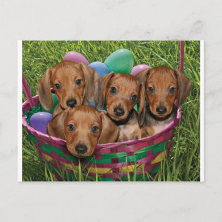 Dachshund Puppies Postcard