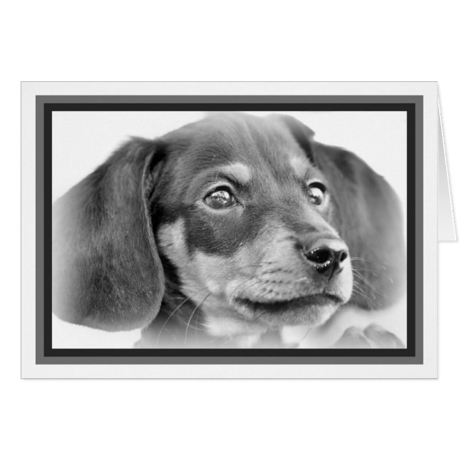 Dachshund Puppy B&W (Front Horizontal)