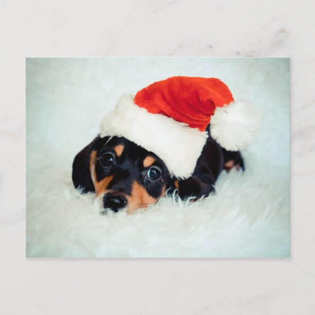 Dachshund Puppy Christmas Holiday Postcard (Front)