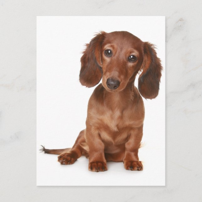 Dachshund Puppy Dog Blank Postcard (Front)