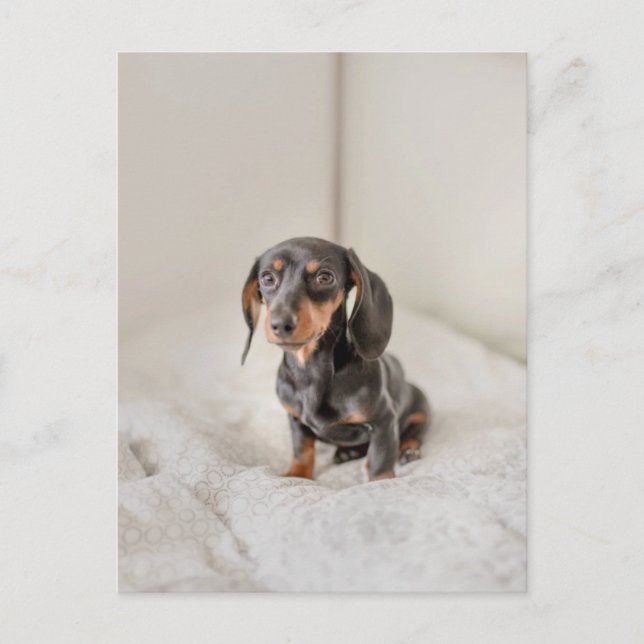 Dachshund Puppy Dog Postcard (Front)