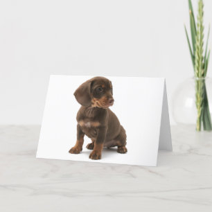 Dachshund Puppy Greeting Card