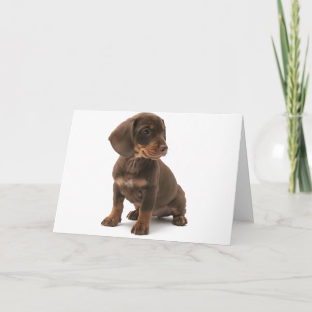 Dachshund Puppy Greeting Card (Front)