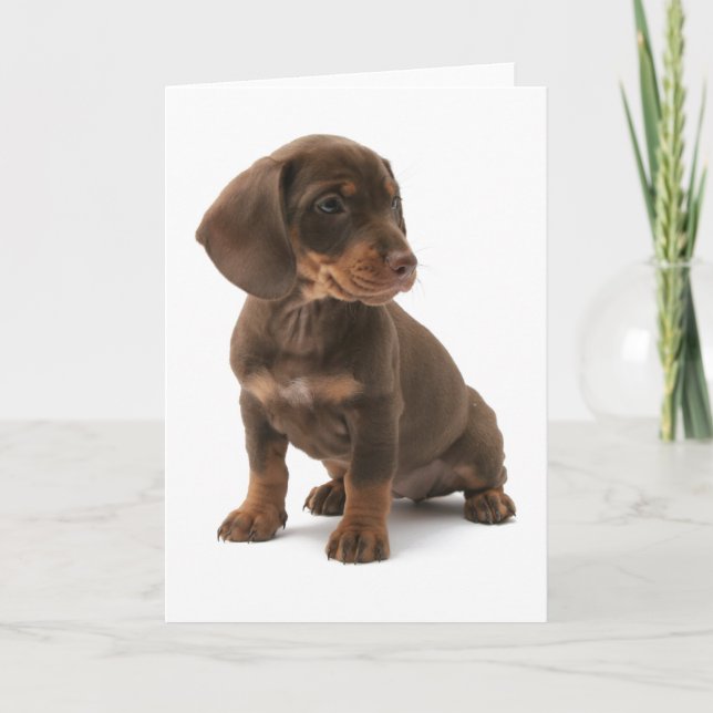 Dachshund Puppy Greeting Card (Front)