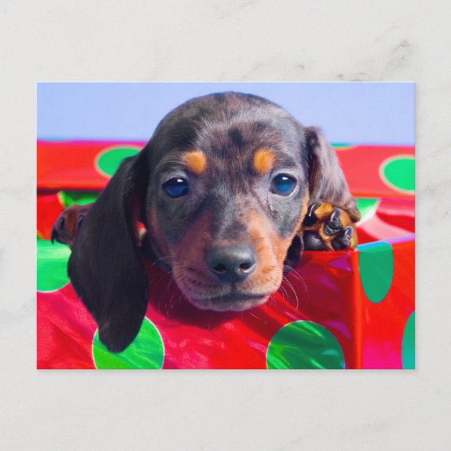Dachshund puppy in gift box postcard (Front)