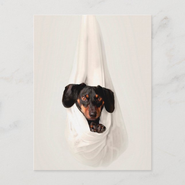 Dachshund Puppy in Hammock Cute Adorable Dog Postcard (Front)