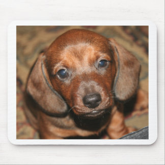 Dachshund Puppy One Mouse Mat