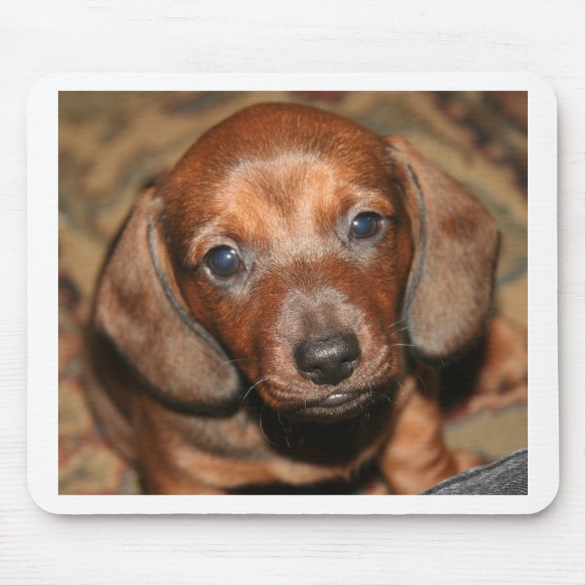 Dachshund Puppy One Mouse Mat (Front)