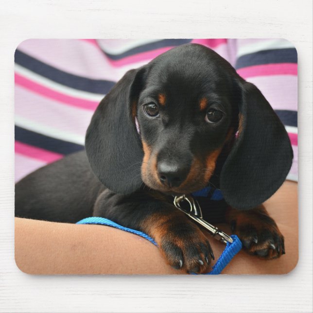 dachshund, puppy, pet mouse mat (Front)