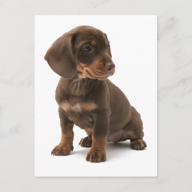 Dachshund Puppy Postcard (Front)