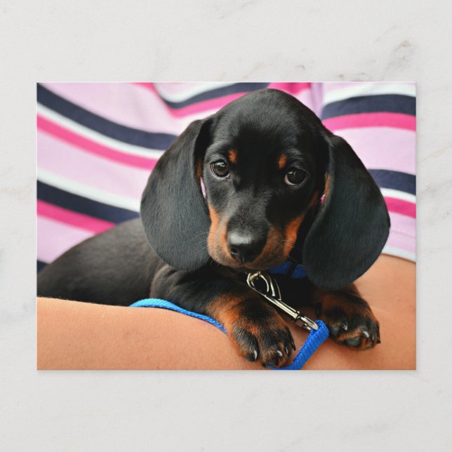 Dachshund Puppy Postcard (Front)