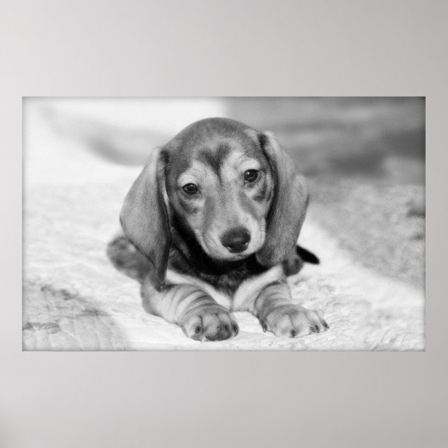 Dachshund Puppy Poster (Front)
