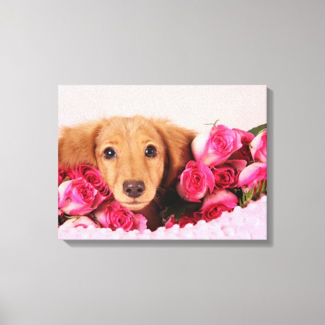 Dachshund Puppy Surrounded by Roses Canvas Print (Front)