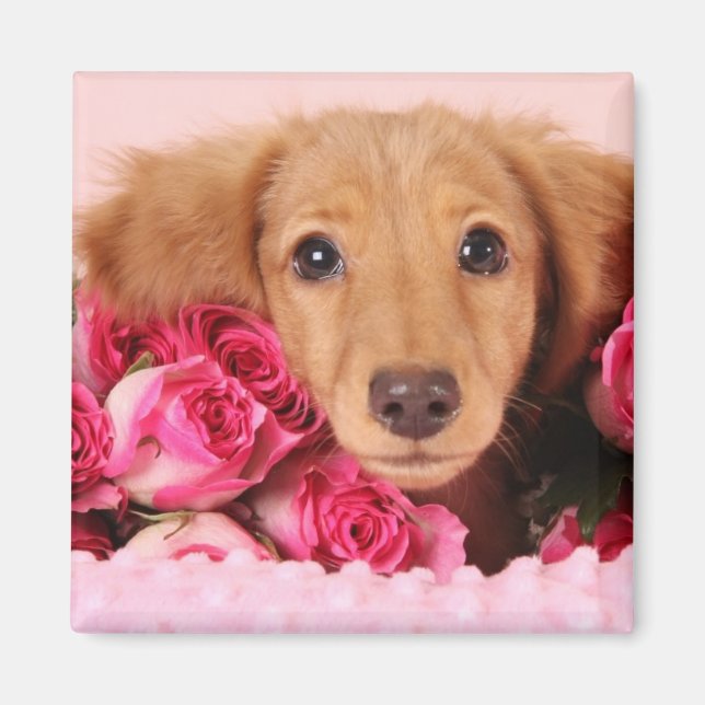Dachshund Puppy Surrounded by Roses Magnet (Front)