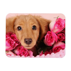 Dachshund Puppy Surrounded by Roses Magnet