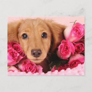 Dachshund Puppy Surrounded by Roses Postcard