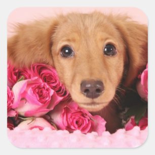 Dachshund Puppy Surrounded by Roses Square Sticker