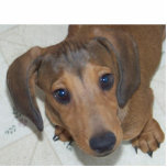 Dachshund Puppy -"The look " Sculpture Standing Photo Sculpture<br><div class="desc">If you have ever had a puppy then you know "the puppy eyes" that classic look your puppy gives you when he wants something or is trying to act innocent. Keep the look without the guilt! With this adorable Dachshund Puppy staring you down.</div>