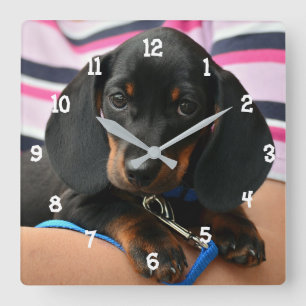 Dachshund Puppy Wall Clock