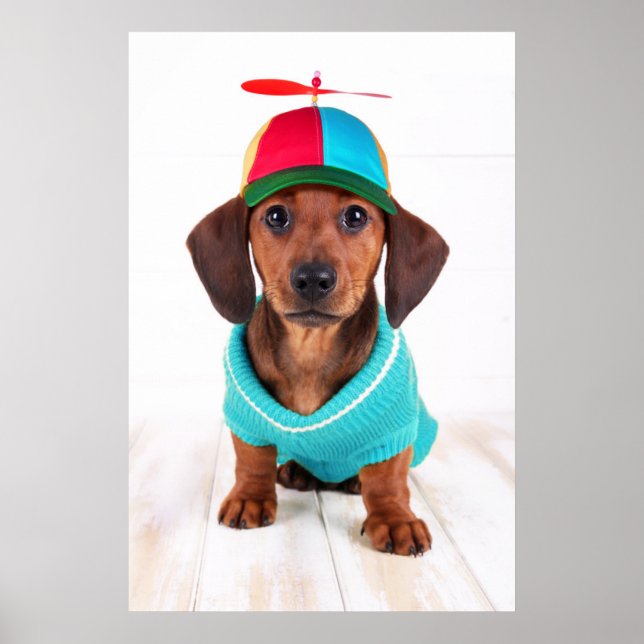 Dachshund Puppy Wearing Propeller Hat Poster (Front)