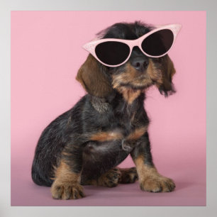 Dachshund Puppy Wearing Sunglasses Poster