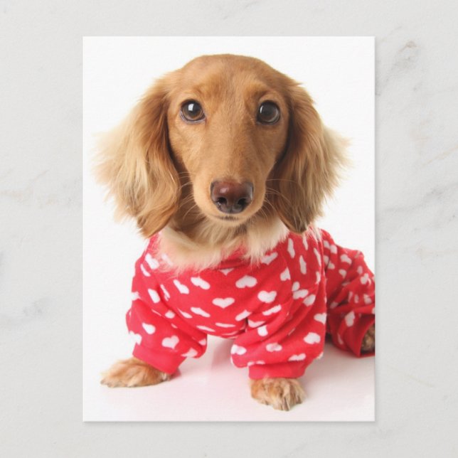 Dachshund Puppy Wearing Valentine's Outfit Holiday Postcard (Front)