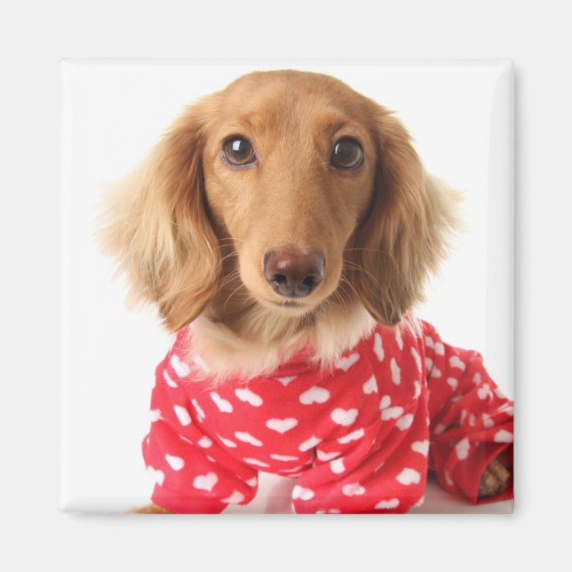 Dachshund Puppy Wearing Valentine's Outfit Magnet (Front)