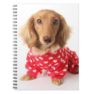 Dachshund Puppy Wearing Valentine's Outfit Notebook