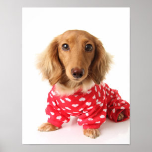 Dachshund Puppy Wearing Valentine's Outfit Poster