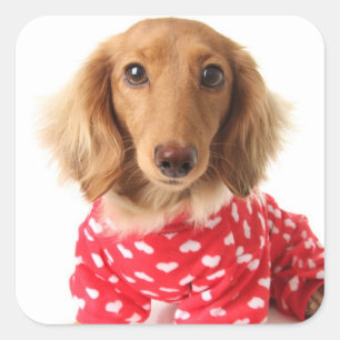 Dachshund Puppy Wearing Valentine's Outfit Square Sticker