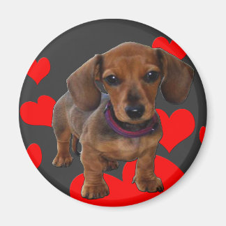 DACHSHUND Puppy with Hearts Magnet