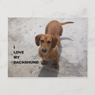 dachshund red full love w pic postcard