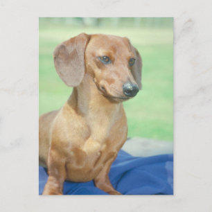 Dachshund Red Postcard