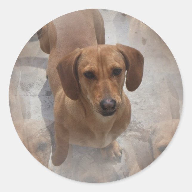 Dachshund Rescue Stickers (Front)