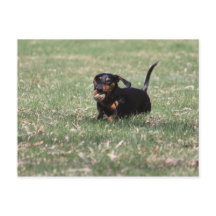 Dachshund Running