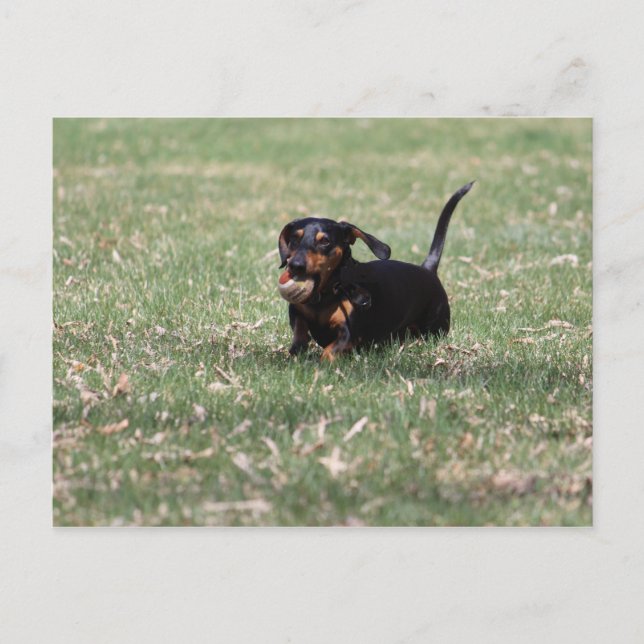 Dachshund Running Postcard (Front)