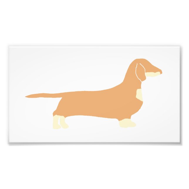 dachshund silo fawn and cream photo print (Front)